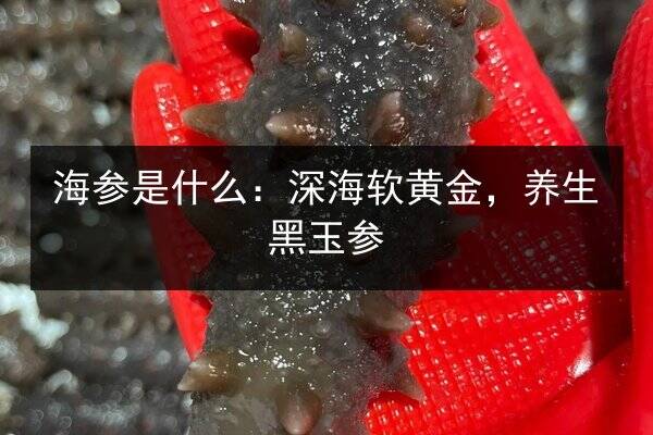 海参是什么:深海软黄金,养生黑玉参