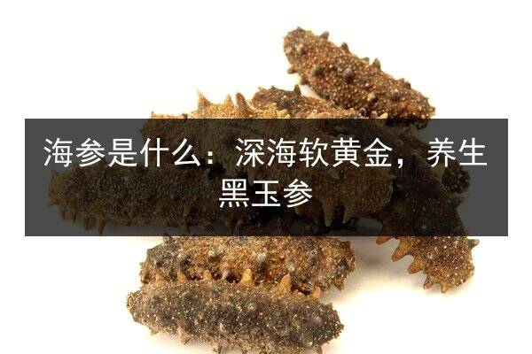 海参是什么:深海软黄金,养生黑玉参