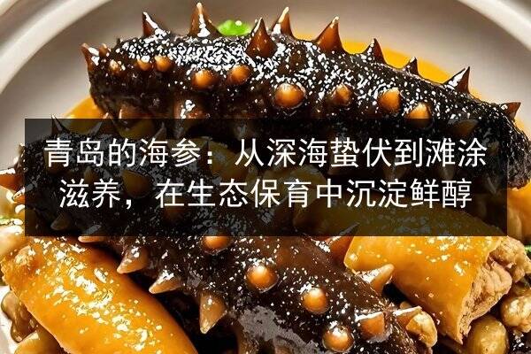 青岛的海参:从深海蛰伏到滩涂滋养,在生态保育中沉淀鲜醇