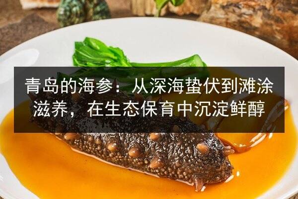 青岛的海参:从深海蛰伏到滩涂滋养,在生态保育中沉淀鲜醇