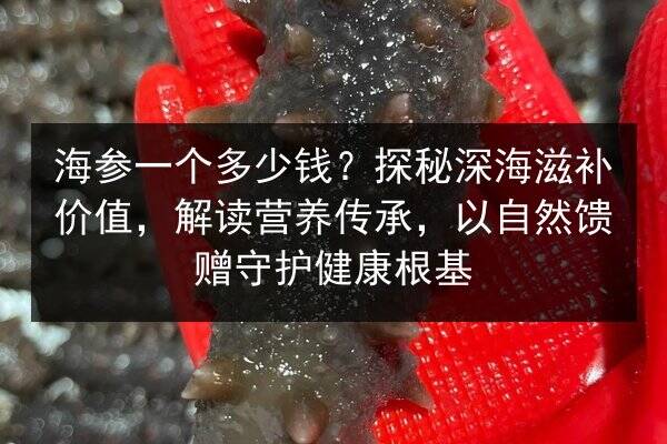 海参一个多少钱?探秘深海滋补价值,解读营养传承,以自然馈赠守护健康根基