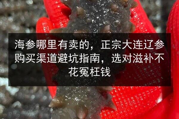 海参哪里有卖的,正宗大连辽参购买渠道避坑指南,选对滋补不花冤枉钱