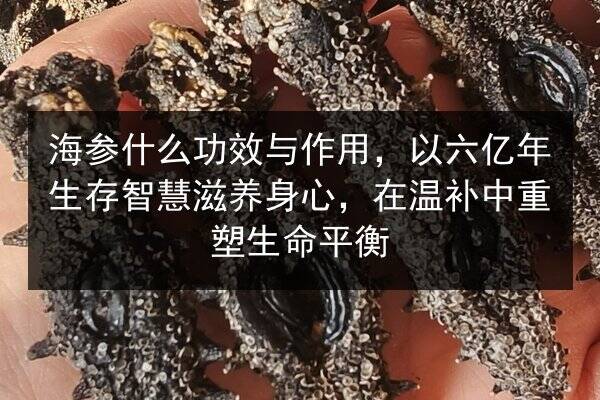 海参什么功效与作用,以六亿年生存智慧滋养身心,在温补中重塑生命平衡