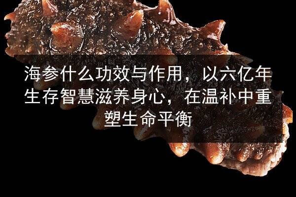 海参什么功效与作用,以六亿年生存智慧滋养身心,在温补中重塑生命平衡