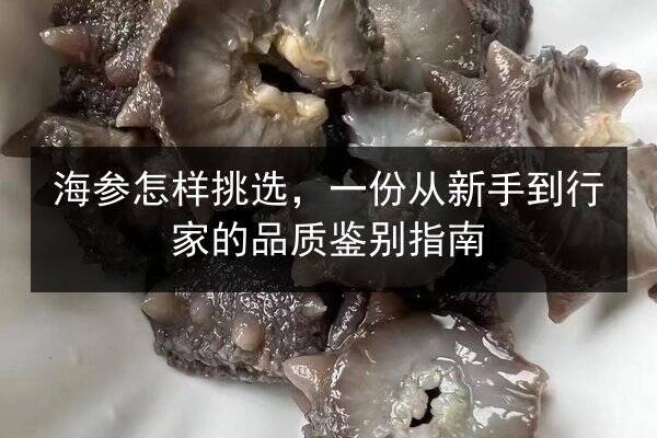 海参怎样挑选,一份从新手到行家的品质鉴别指南