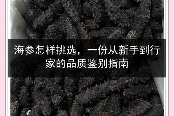 海参怎样挑选,一份从新手到行家的品质鉴别指南