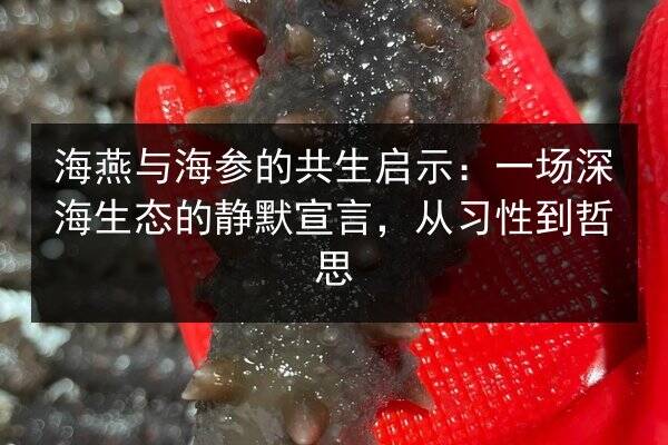 海燕与海参的共生启示:一场深海生态的静默宣言,从习性到哲思