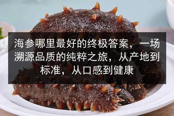 海参哪里最好的终极答案,一场溯源品质的纯粹之旅,从产地到标准,从口感到健康