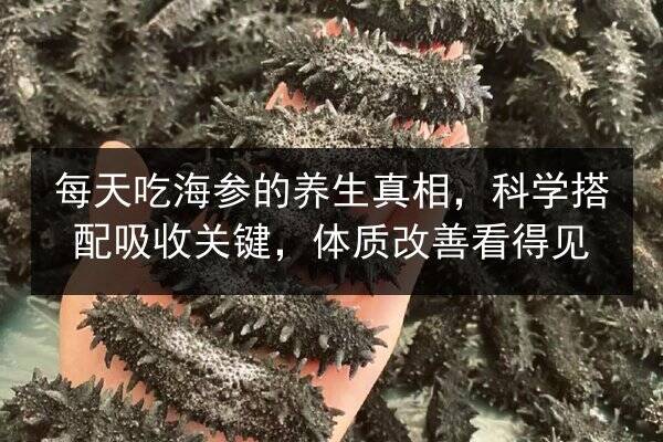 每天吃海参的养生真相，科学搭配吸收关键，体质改善看得见