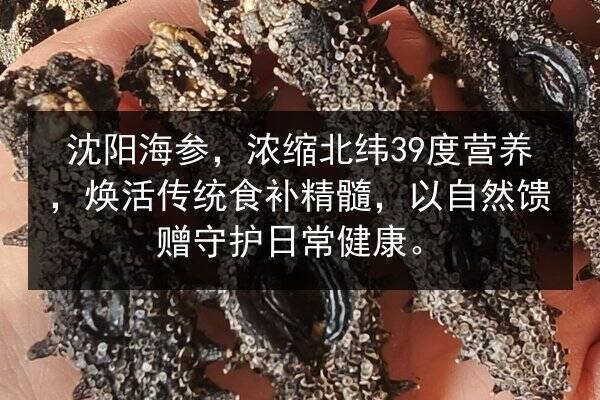 沈阳海参，浓缩北纬39度营养，焕活传统食补精髓，以自然馈赠守护日常健康。