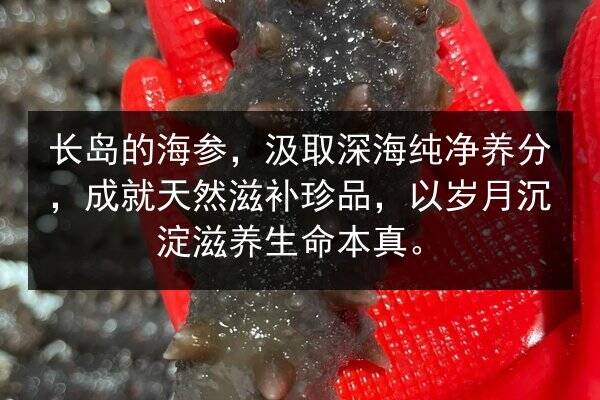 长岛的海参,汲取深海纯净养分,成就天然滋补珍品,以岁月沉淀滋养生命本真。