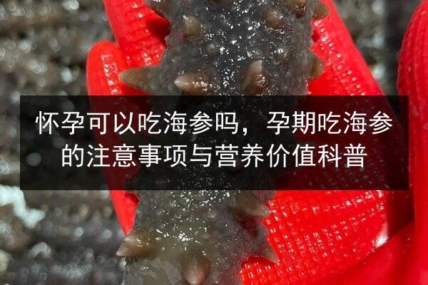 怀孕可以吃海参吗，孕期吃海参的注意事项与营养价值科普