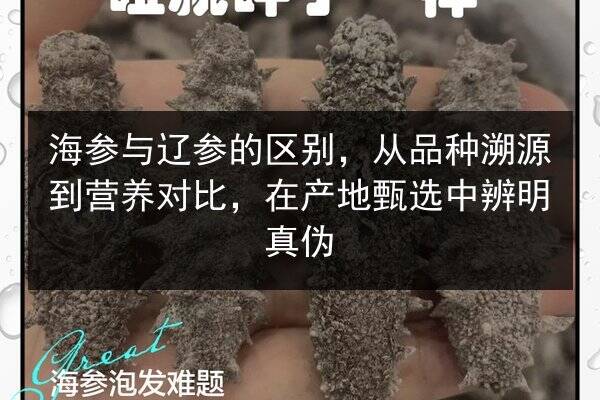 海参与辽参的区别，从品种溯源到营养对比，在产地甄选中辨明真伪