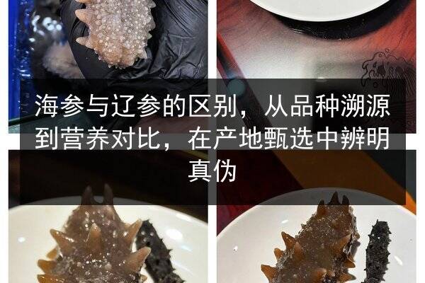 海参与辽参的区别，从品种溯源到营养对比，在产地甄选中辨明真伪