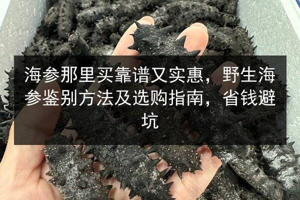 海参那里买靠谱又实惠,野生海参鉴别方法及选购指南,省钱避坑