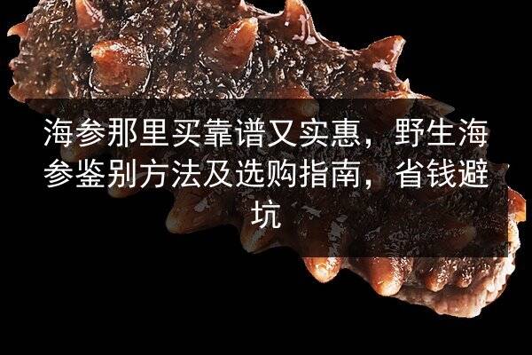 海参那里买靠谱又实惠,野生海参鉴别方法及选购指南,省钱避坑