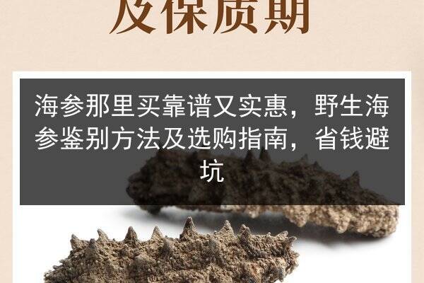 海参那里买靠谱又实惠,野生海参鉴别方法及选购指南,省钱避坑