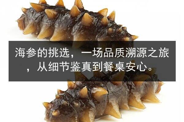 海参的挑选，一场品质溯源之旅，从细节鉴真到餐桌安心。