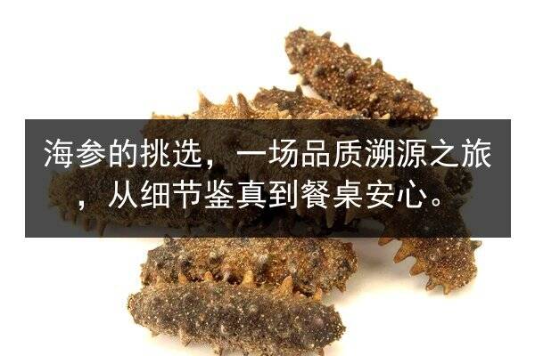 海参的挑选，一场品质溯源之旅，从细节鉴真到餐桌安心。