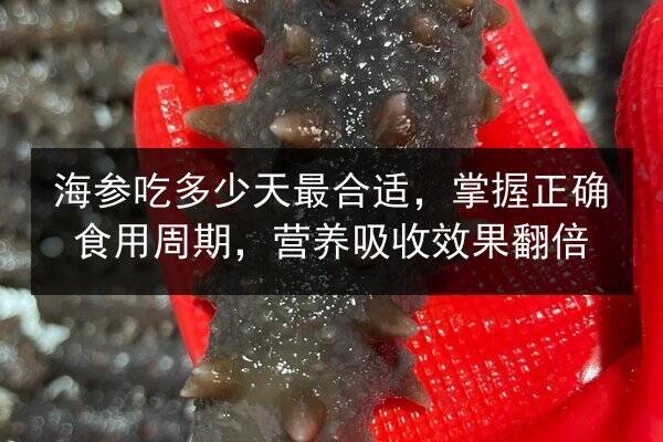 海参吃多少天最合适，掌握正确食用周期，营养吸收效果翻倍