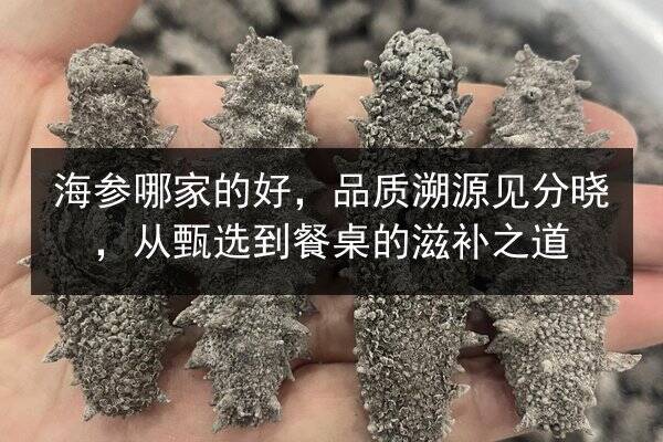 海参哪家的好,品质溯源见分晓,从甄选到餐桌的滋补之道