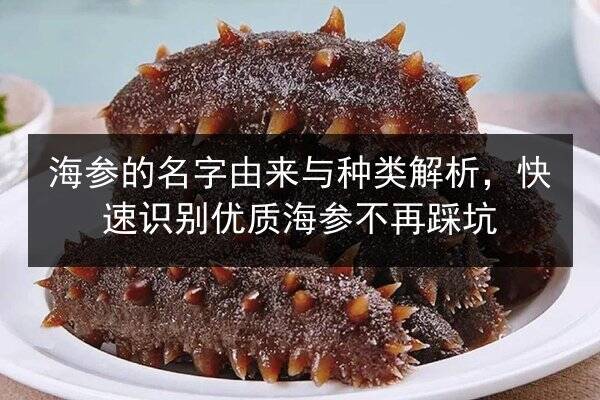海参的名字由来与种类解析,快速识别优质海参不再踩坑