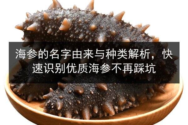 海参的名字由来与种类解析,快速识别优质海参不再踩坑