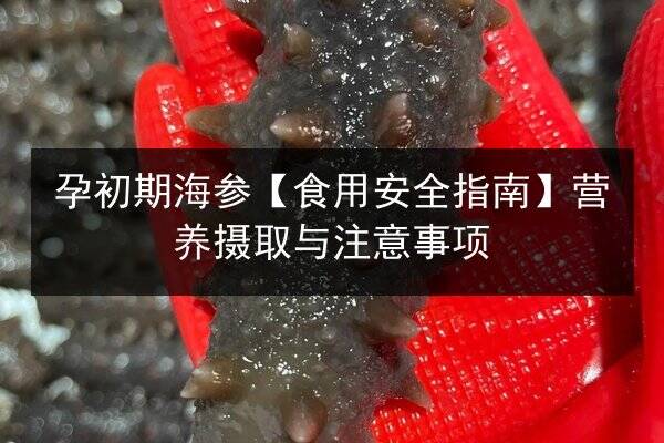 孕初期海参【食用安全指南】营养摄取与注意事项