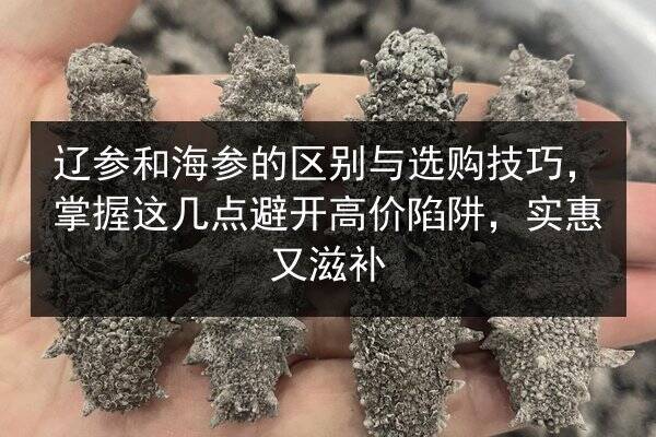 辽参和海参的区别与选购技巧，掌握这几点避开高价陷阱，实惠又滋补