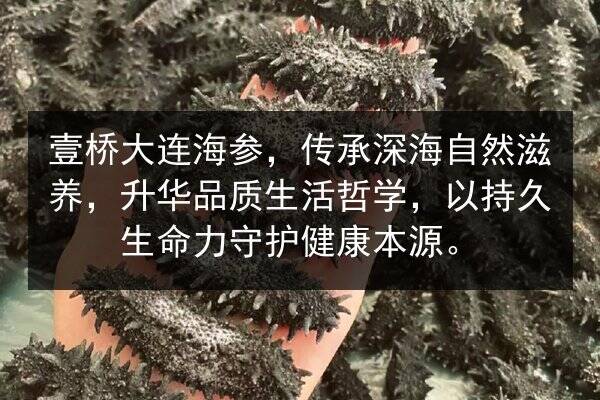 壹桥大连海参,传承深海自然滋养,升华品质生活哲学,以持久生命力守护健康本源。