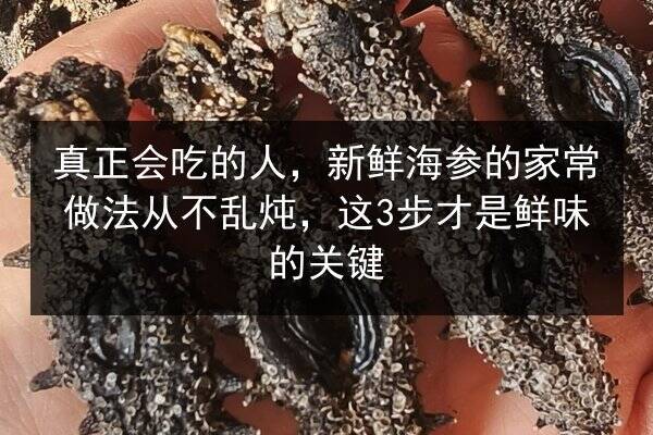 真正会吃的人,新鲜海参的家常做法从不乱炖,这3步才是鲜味的关键
