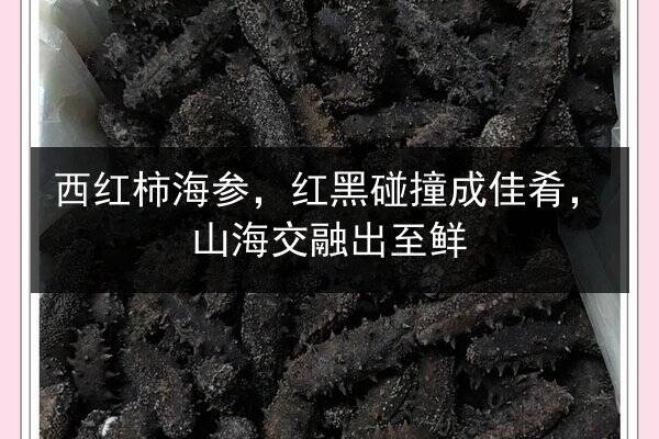 西红柿海参，红黑碰撞成佳肴，山海交融出至鲜