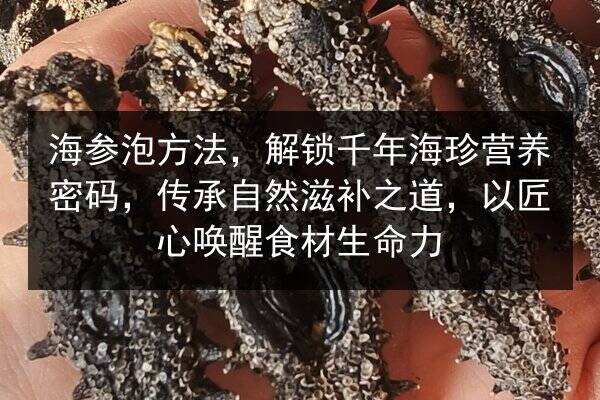 海参泡方法,解锁千年海珍营养密码,传承自然滋补之道,以匠心唤醒食材生命力