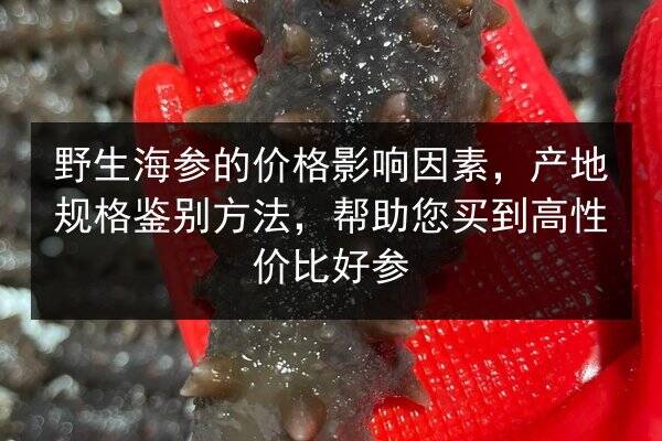 野生海参的价格影响因素,产地规格鉴别方法,帮助您买到高性价比好参