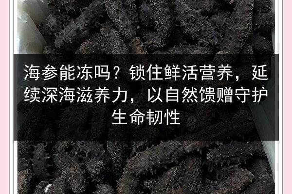 海参能冻吗?锁住鲜活营养,延续深海滋养力,以自然馈赠守护生命韧性