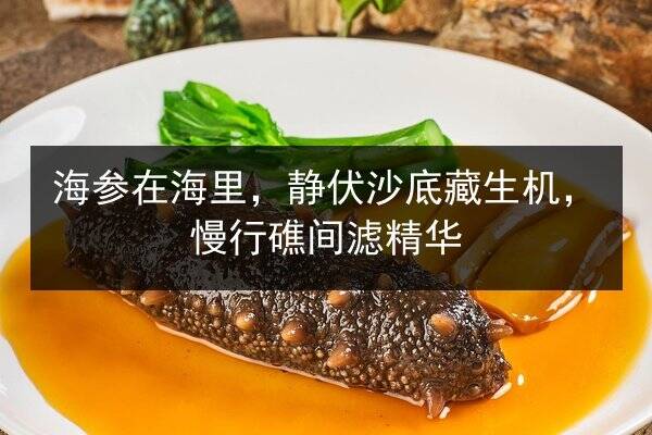 海参在海里,静伏沙底藏生机,慢行礁间滤精华