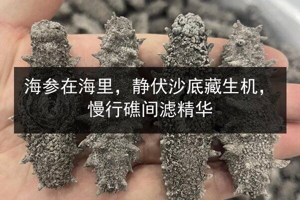 海参在海里,静伏沙底藏生机,慢行礁间滤精华