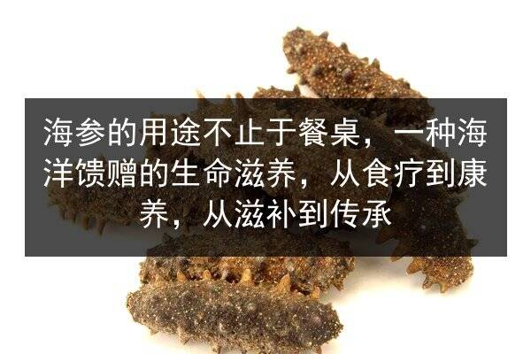 海参的用途不止于餐桌,一种海洋馈赠的生命滋养,从食疗到康养,从滋补到传承