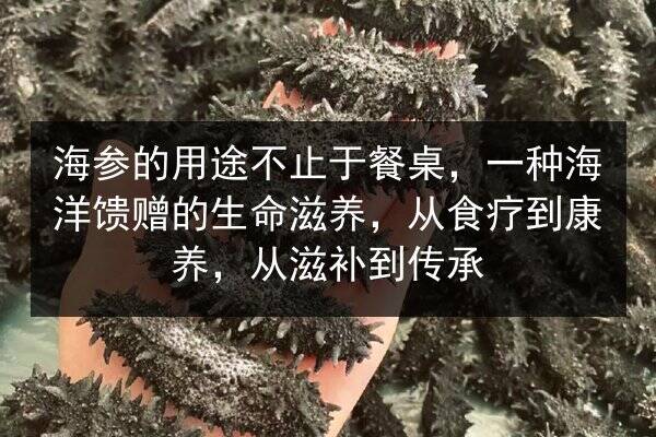海参的用途不止于餐桌,一种海洋馈赠的生命滋养,从食疗到康养,从滋补到传承