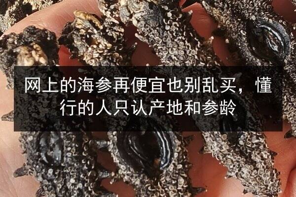 网上的海参再便宜也别乱买,懂行的人只认产地和参龄