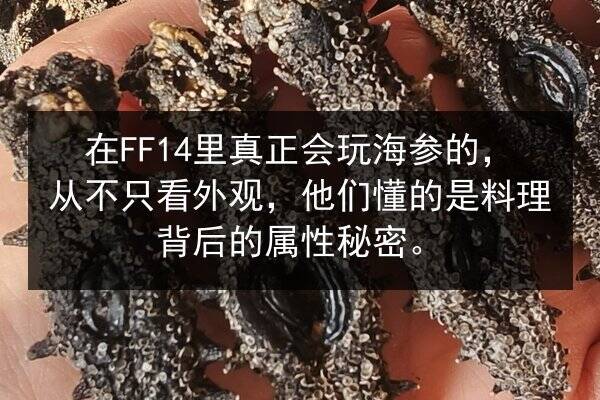 在FF14里真正会玩海参的,从不只看外观,他们懂的是料理背后的属性秘密。