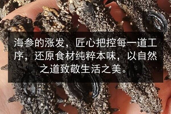 海参的涨发,匠心把控每一道工序,还原食材纯粹本味,以自然之道致敬生活之美。