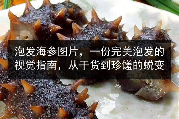 泡发海参图片,一份完美泡发的视觉指南,从干货到珍馐的蜕变