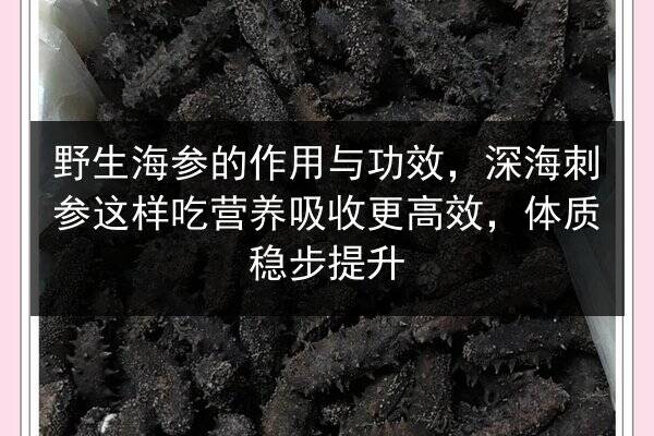野生海参的作用与功效,深海刺参这样吃营养吸收更高效,体质稳步提升