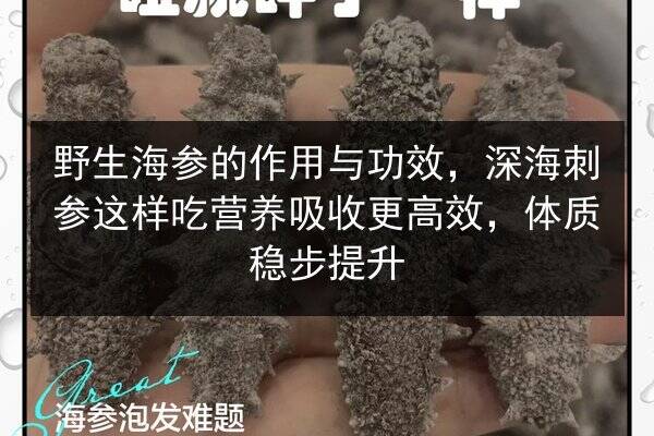 野生海参的作用与功效,深海刺参这样吃营养吸收更高效,体质稳步提升