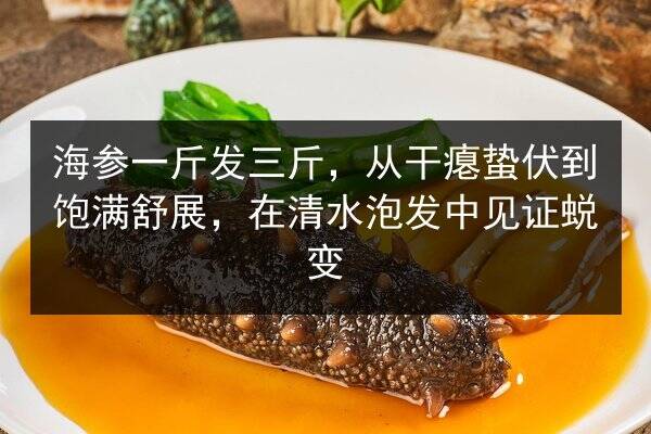 海参一斤发三斤,从干瘪蛰伏到饱满舒展,在清水泡发中见证蜕变