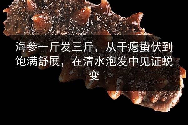 海参一斤发三斤,从干瘪蛰伏到饱满舒展,在清水泡发中见证蜕变