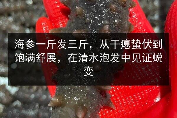 海参一斤发三斤,从干瘪蛰伏到饱满舒展,在清水泡发中见证蜕变