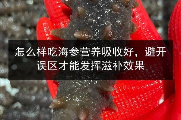 怎么样吃海参营养吸收好,避开误区才能发挥滋补效果