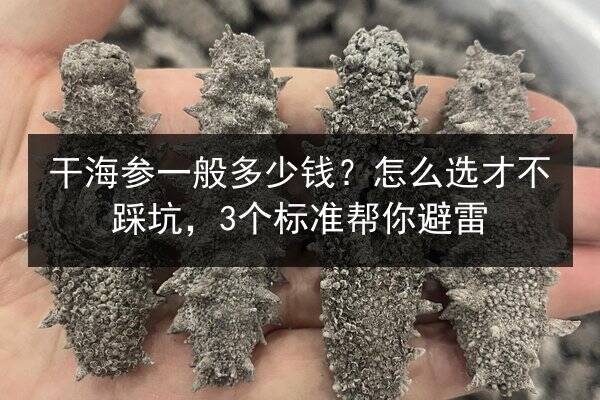干海参一般多少钱？怎么选才不踩坑，3个标准帮你避雷